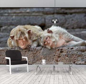 Picture of Two monkey lying and looking at the camera